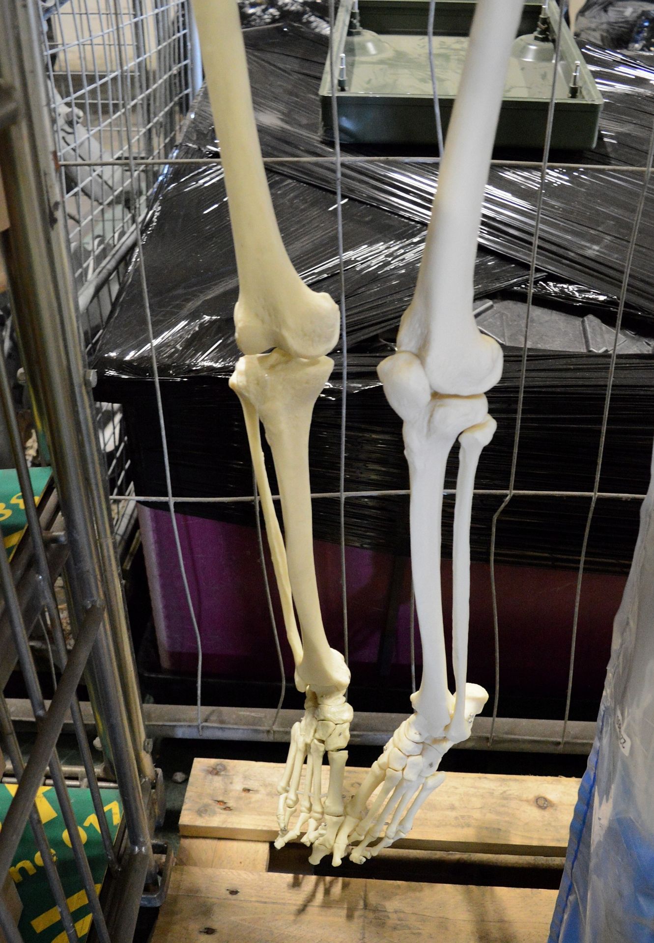 Medial education skeleton - Image 3 of 3