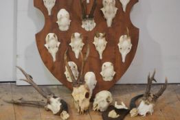 Taxidermy: a group of twenty roe deer antlers and skulls, thirteen mounted on a wooden shield, the