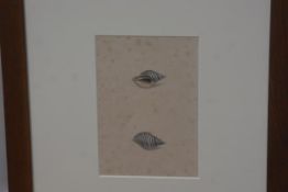 A late 19thc study, Two Seashells, watercolour, unsigned, in oak glazed frame (21cm x 14cm)