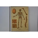 W. &A.K. Johnston of Edinburgh, an anatomical coloured wall chart, "Skeleton", c. 1920, "