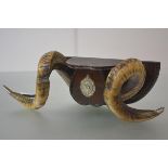 Argyll & Sutherland Highlanders: a ram's horn trophy, mounted in mahogany, bearing a white-metal