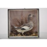 Taxidermy: a Chiloe Wigeon (Mareca Sibilatrix), modelled standing, in an ebonised glazed case.