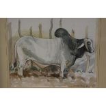 Margaret Mitchell, Brahmin Bull, watercolour, signed, paper label verso, ex Carlton Gallery,