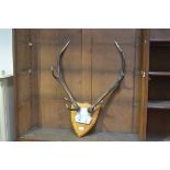 A wall mounted shield mounted with a pair of eight pointer stag's horns (h.82cm x 59cm)