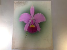 Frederick William Bolas (British, 1871-1951), Study of an Orchid, the Cattleya Dietrichiana, gouache