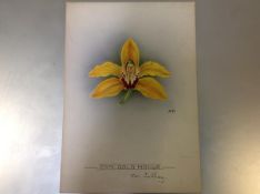 Nellie Roberts (British, 1872-1959), Study of an Orchid, Cymbidium Gold Mohur (var. Cathay),