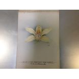 Nellie Roberts (British 1872-1959), Study of an Orchid, Cymbidium Sander (var. Aurea), monogrammed