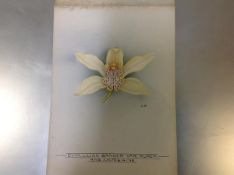 Nellie Roberts (British 1872-1959), Study of an Orchid, Cymbidium Sander (var. Aurea), monogrammed