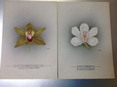 Nellie Roberts (British 1872-1959), Studies of Orchids, a Pair, Cymbidium Cresta and Cymbidium