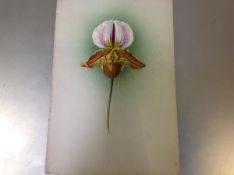 Frederick William Bolas (British, 1871-1951), Study of an Orchid, the Lucifer, gouache on card,