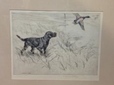 George Vernon Stokes (1873-1954), A Black Labrador with a Mallard Up, hand-coloured etching,