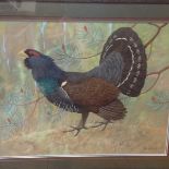 •Ralston Gudgeon R.S.W. (Scottish, 1910-84), Capercaillie, watercolour and gouache, signed lower