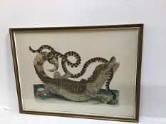 A framed print of a Caiman fighting a Snake (44cm x 60cm excluding frame)