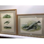 After a drawing by SirWilliam Jardine Bart, Trout of the Solway, nos.I and II, print highlighted