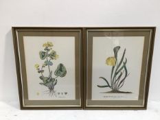 After G.D. Ehrrt, Saracenia, Flora and another by the same hand (38cm x 27cm excluding frame)