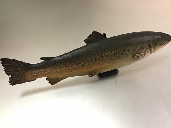 A carved and painted half block salmon (losses), with suspension loop. Length 55cm