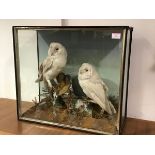 Taxidermy: a pair of white barn owls (Tyto Alba), c. 1900, modelled perched on a tree stump in an