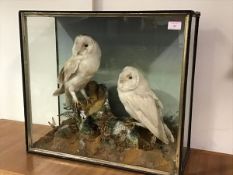 Taxidermy: a pair of white barn owls (Tyto Alba), c. 1900, modelled perched on a tree stump in an