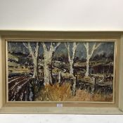 •Donald M. Shearer (Scottish, 1925-2017), Silver Birch, signed lower right, oil on board, framed.