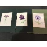 N Nash, British 20thc. three Floral Studies, signed and titled, in card mounts (approx 13cm x 9cm)