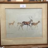 Phyllis M Bone (Scottish 1874-1972), Red Deer, watercolour, signed lower left in pencil (20cm x
