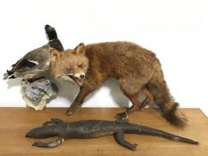 Taxidermy: a group comprising a fox, monitor lizard and a wall-hanging duck mounted on a