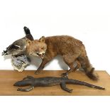 Taxidermy: a group comprising a fox, monitor lizard and a wall-hanging duck mounted on a