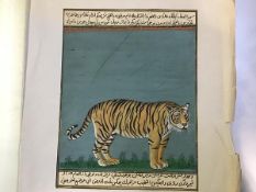 Indian School, c. 1900, a Bengal tiger, opaque watercolour on paper, between bands of script and