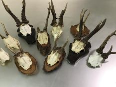 A group of deer and other skulls and antlers, various sizes and dates, some mounted on wooden