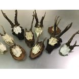 A group of deer and other skulls and antlers, various sizes and dates, some mounted on wooden