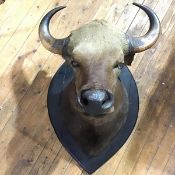 Taxidermy: Gaur or Indian Bison (Bos Gaurus) early 20th century, an adult bull, shoulder mount