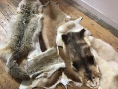 A group of four animal hides comprising: coyote, sheepskin, antelope etc. (4) Lengths coyote
