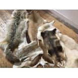 A group of four animal hides comprising: coyote, sheepskin, antelope etc. (4) Lengths coyote