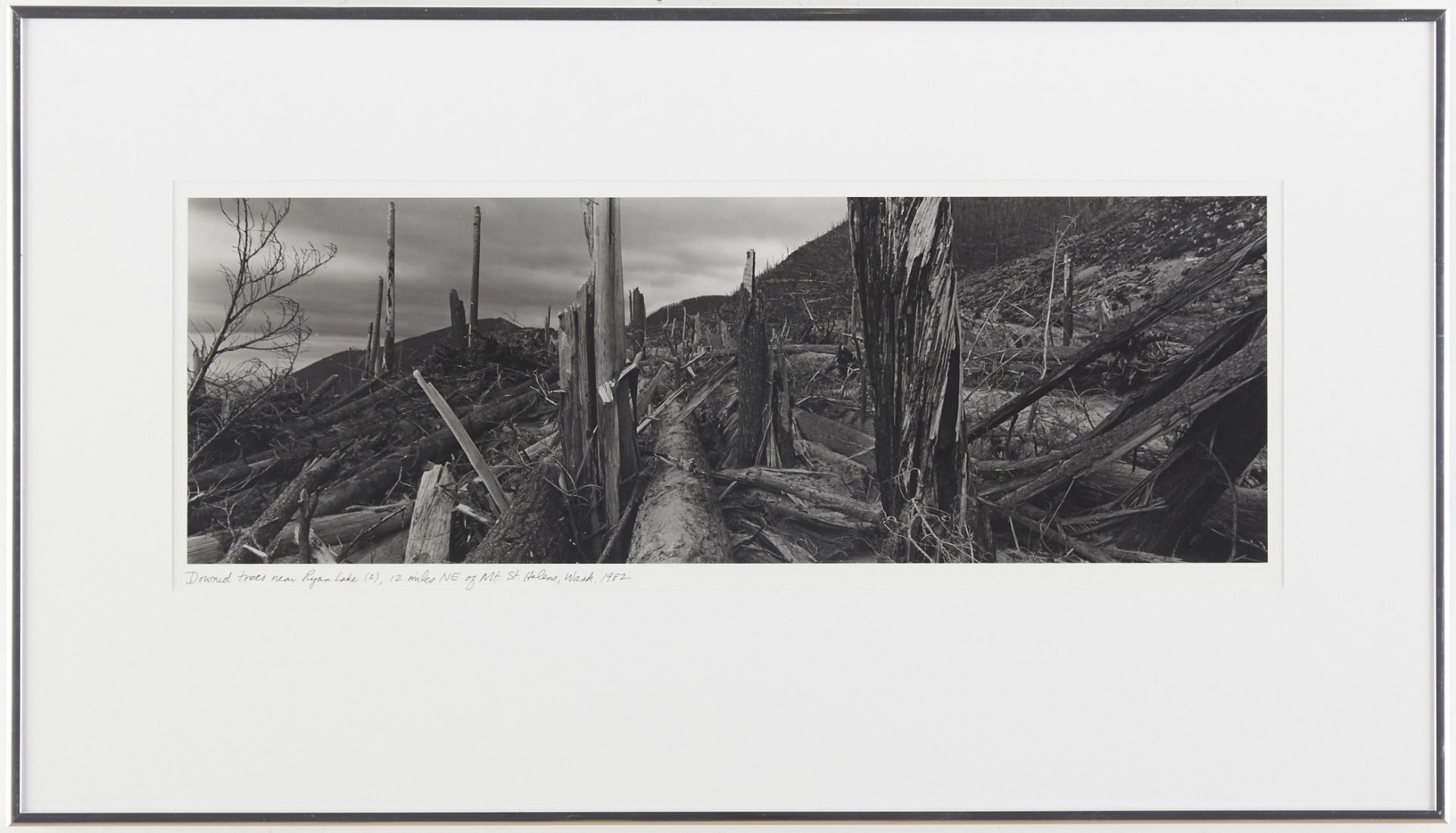 Frank Gohlke "Downed Trees Near Ryan Lake" Photograph - Bild 2 aus 3
