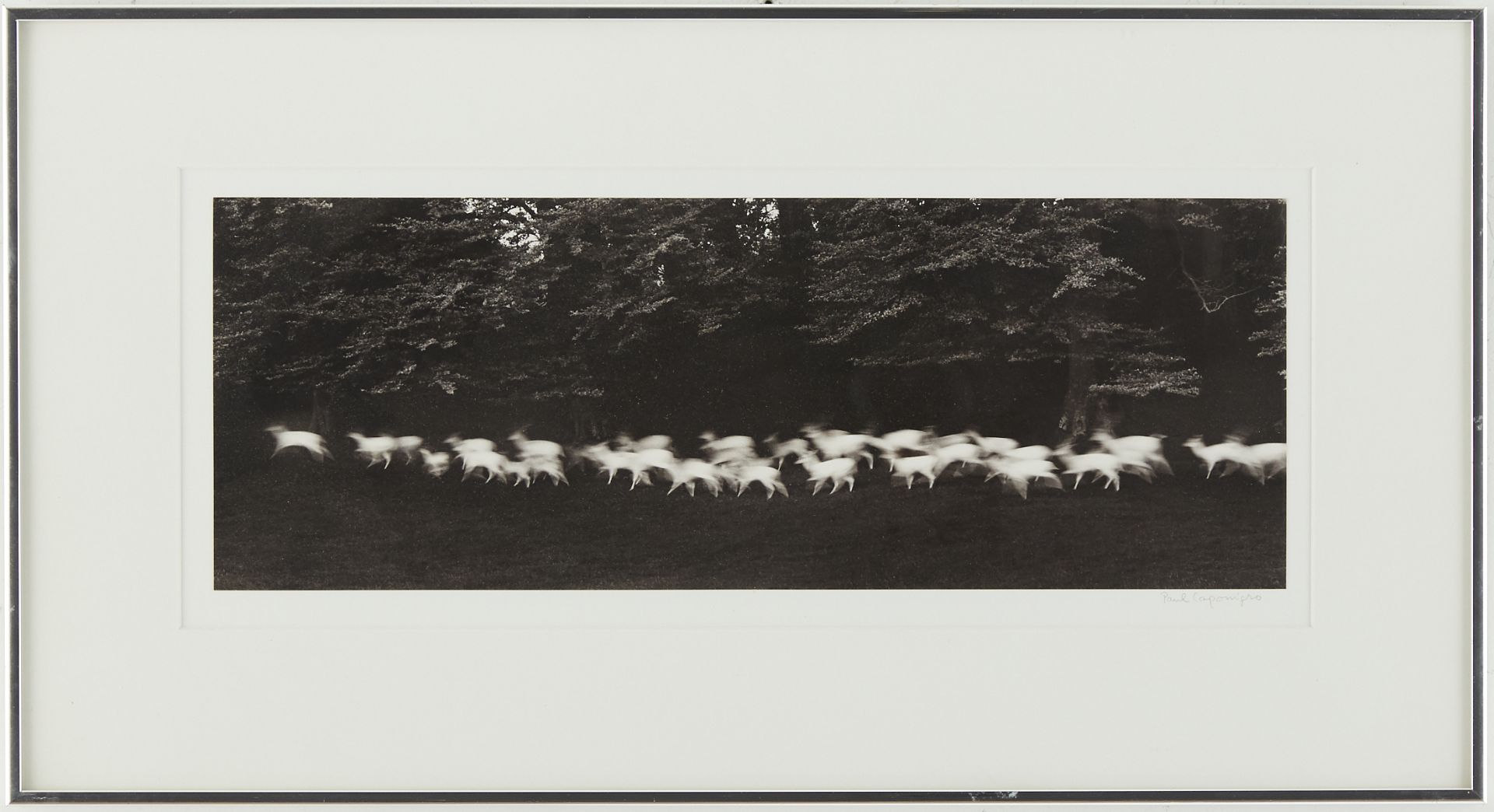 Paul Caponigro Running White Deer Photograph - Image 2 of 3