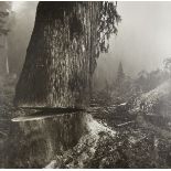 Larry Fink "Loggers" Photograph