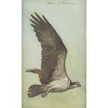 Noel L. Dunn "Falcon" Watercolor