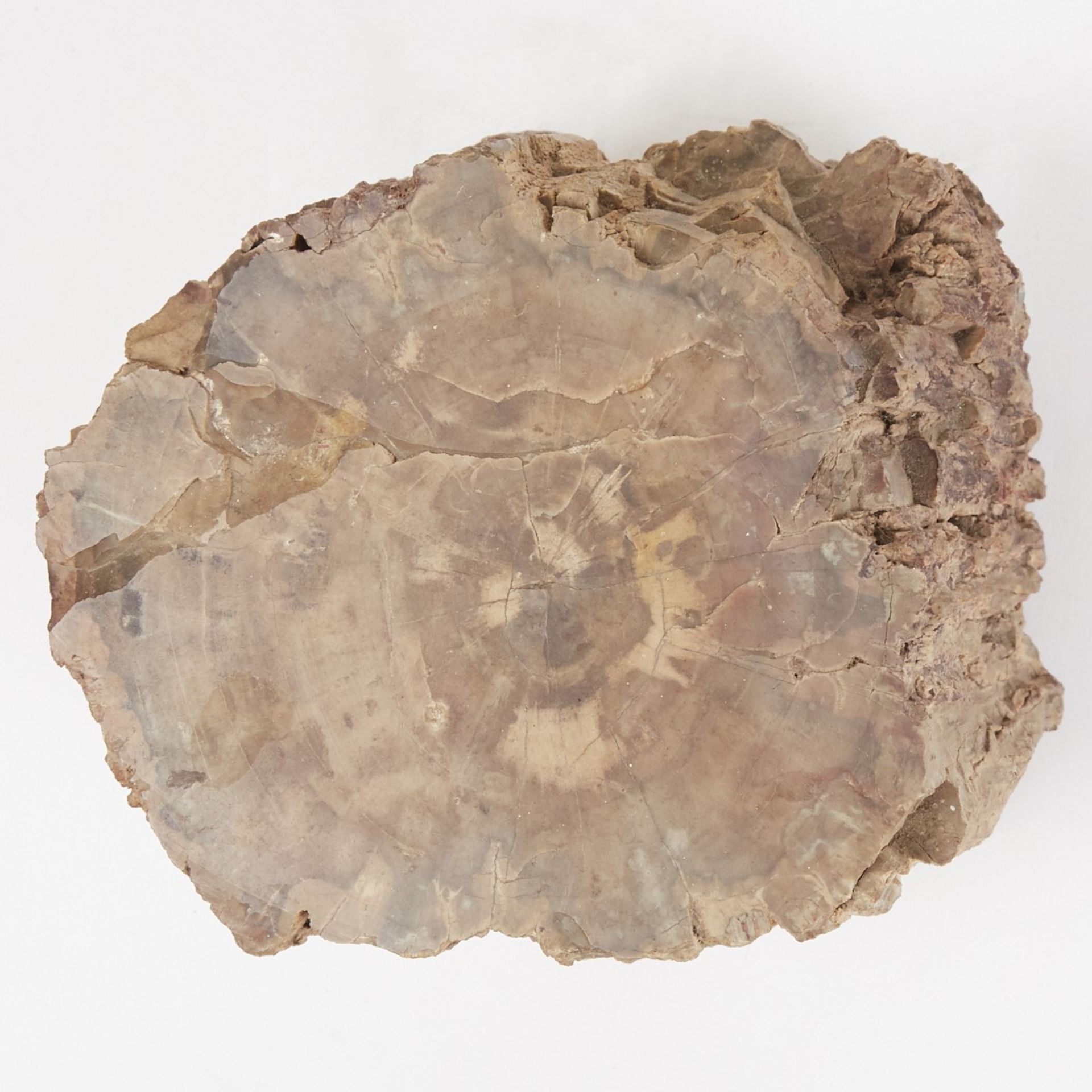 Large Petrified Wood Stump or Branch - Image 7 of 7