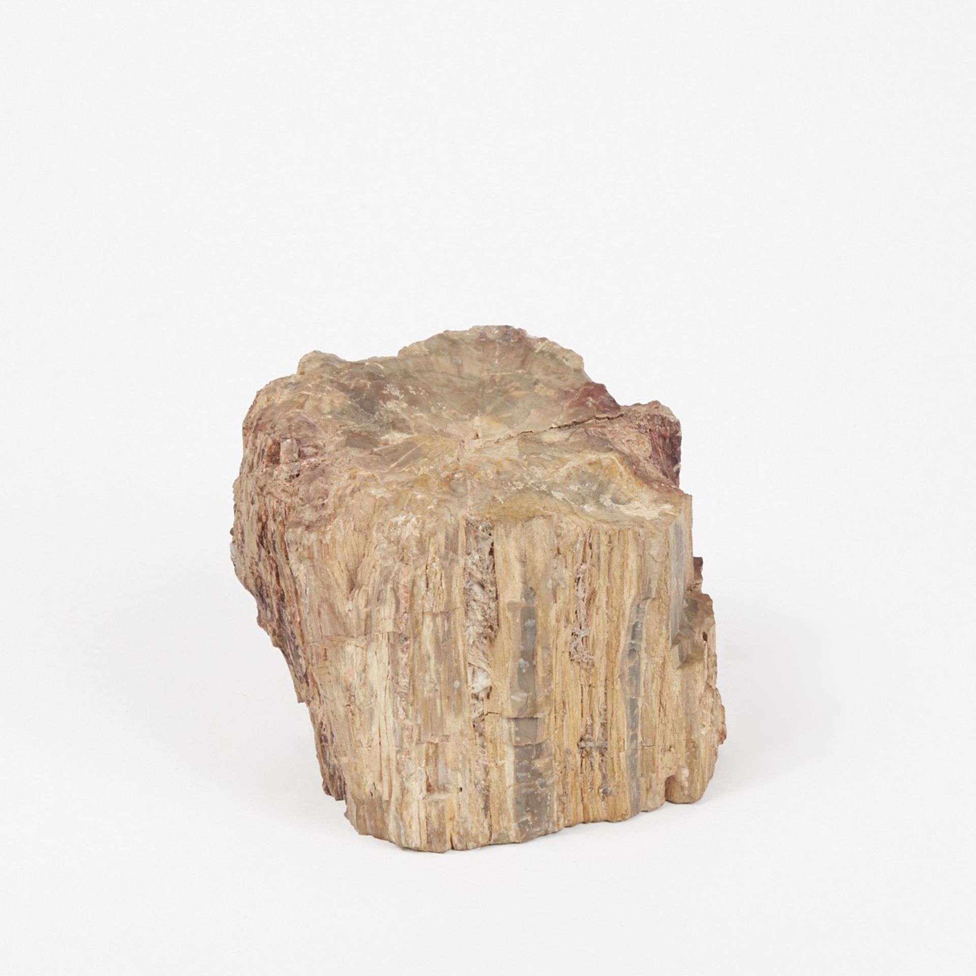 Large Petrified Wood Stump or Branch - Image 2 of 7