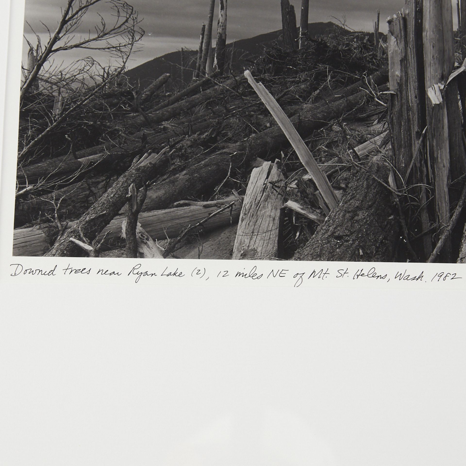 Frank Gohlke "Downed Trees Near Ryan Lake" Photograph - Bild 3 aus 3