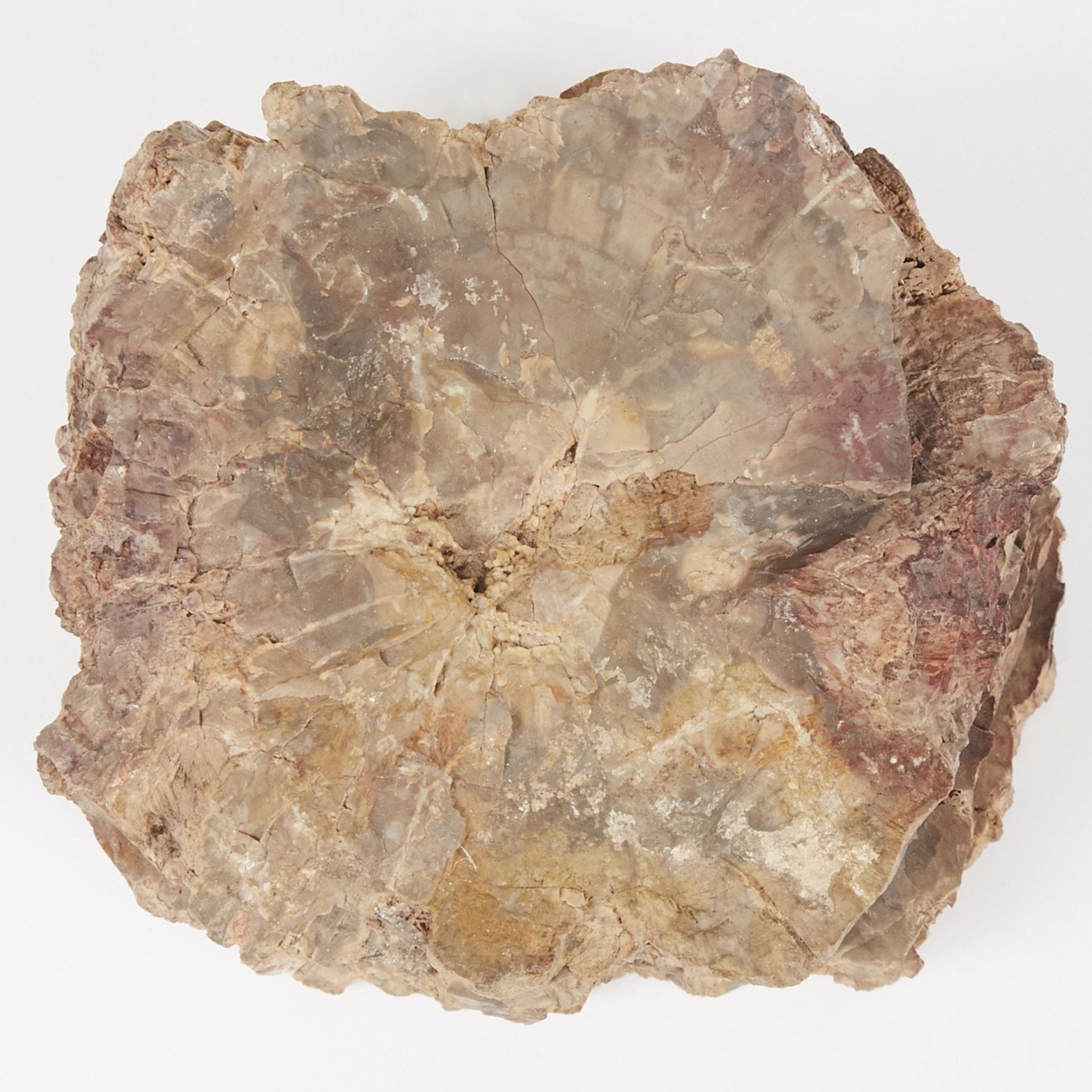 Large Petrified Wood Stump or Branch - Image 6 of 7