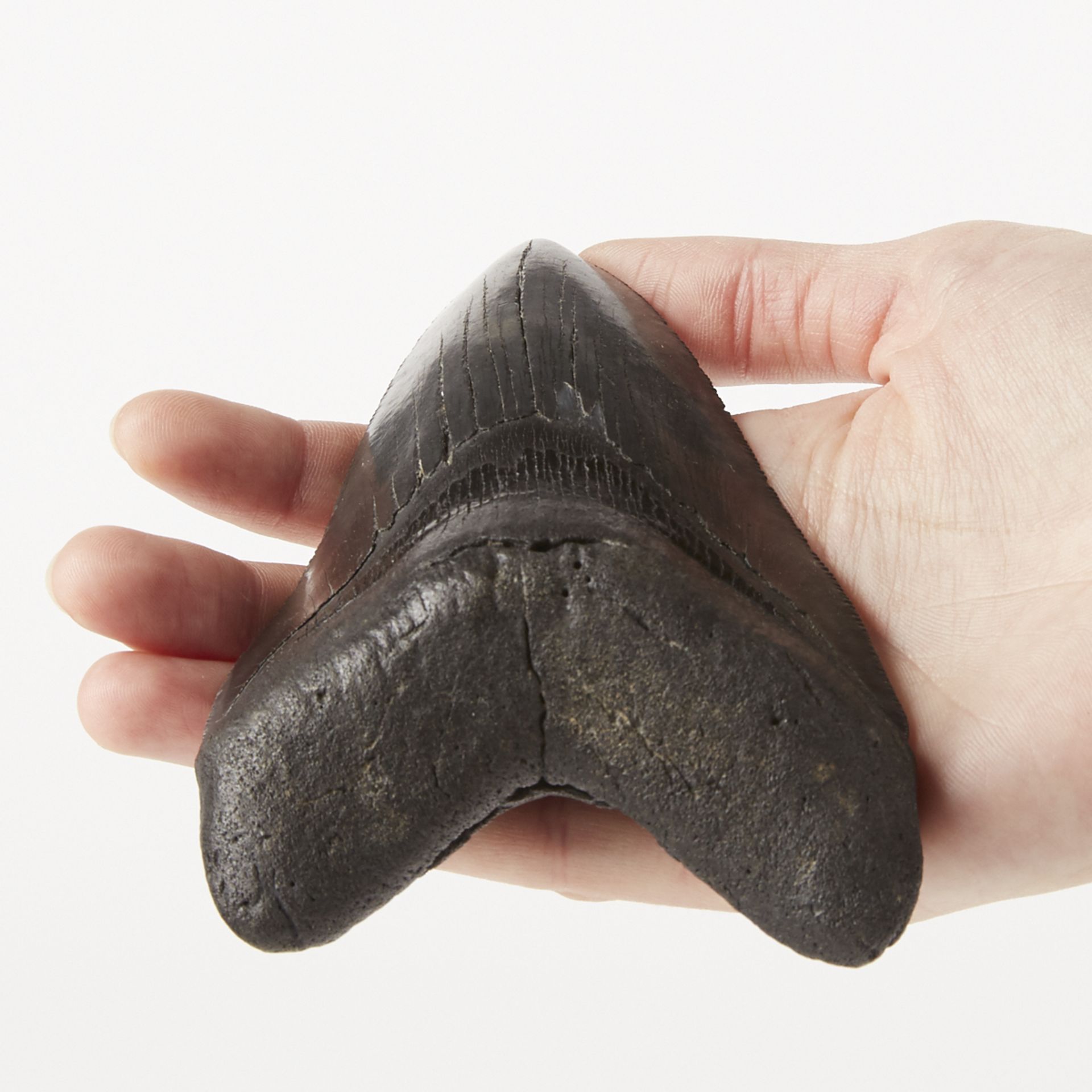 Megalodon Tooth North Carolina USA - Bild 5 aus 5