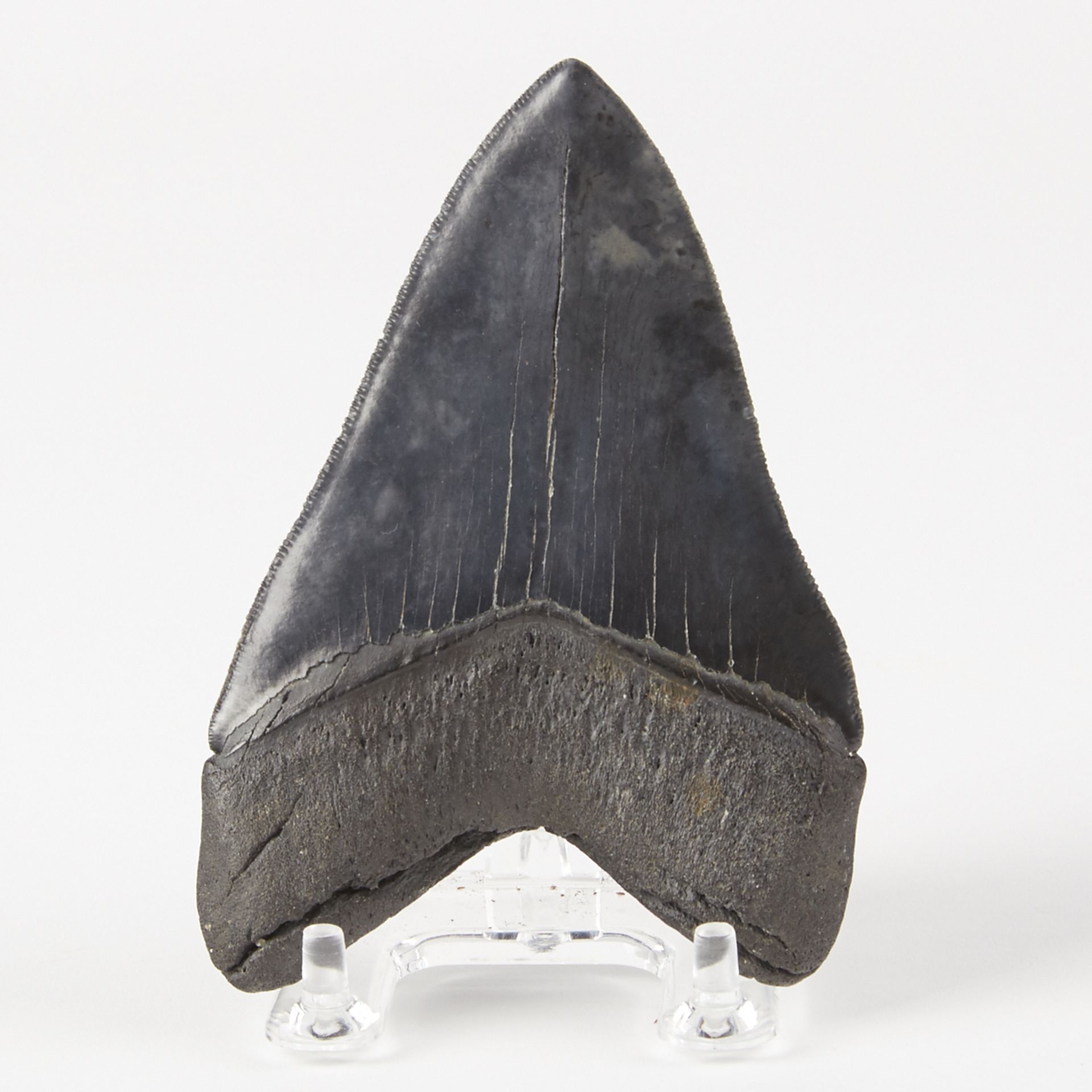 Megalodon Tooth North Carolina USA - Bild 4 aus 5