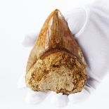 Large Red Megalodon Tooth Fossil