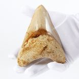 Large Megalodon Tooth Fossil - Robust Root