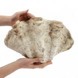 Giant 13 in. Wide Clam Shell