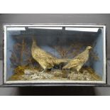 CASED TAXIDERMY STUDY OF A FEMALE PHEASANT WITH YOUNG in a natural setting, 43cms H, 75.5cms max