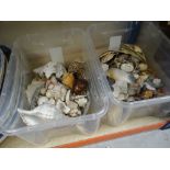 ASSORTED SEA SHELLS including cowries, scallops ETC