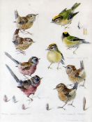MILDRED ELSIE ELDRIDGE watercolour - nine studies of three different specimens of British garden