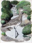 CHARLES FREDERICK TUNNICLIFFE OBE RA watercolour - study of standing whimbrel, entitled verso on